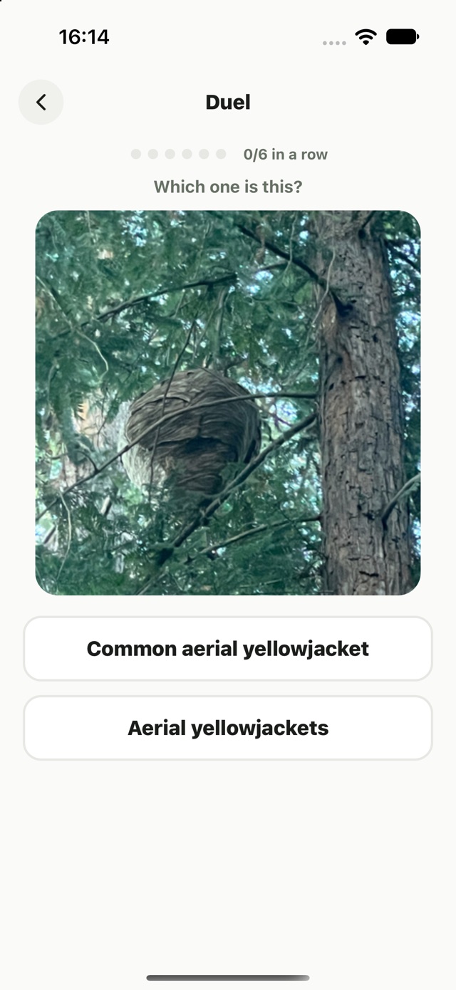 gote duel drill — one photo with two look-alike species names to choose between