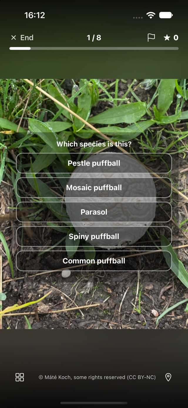 A gote photo quiz — a puffball in the grass with five look-alike species to choose from