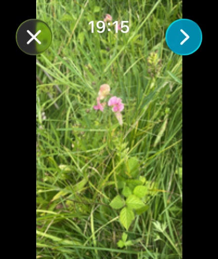 gote on Apple Watch — a real nature photo to identify
